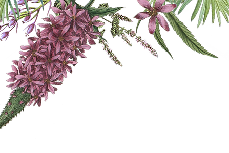 Illustrated Flowers 2