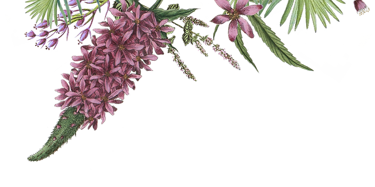 Floral Illustration