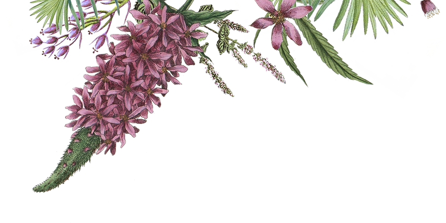 Illustrated Flowers 2