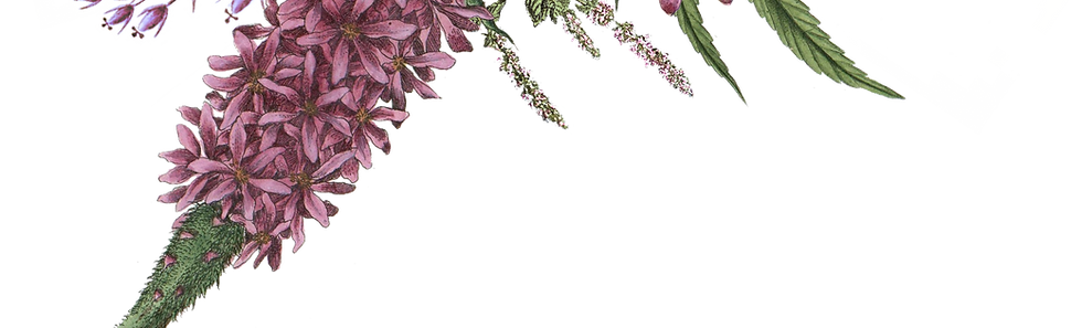 Illustrated Flowers 2