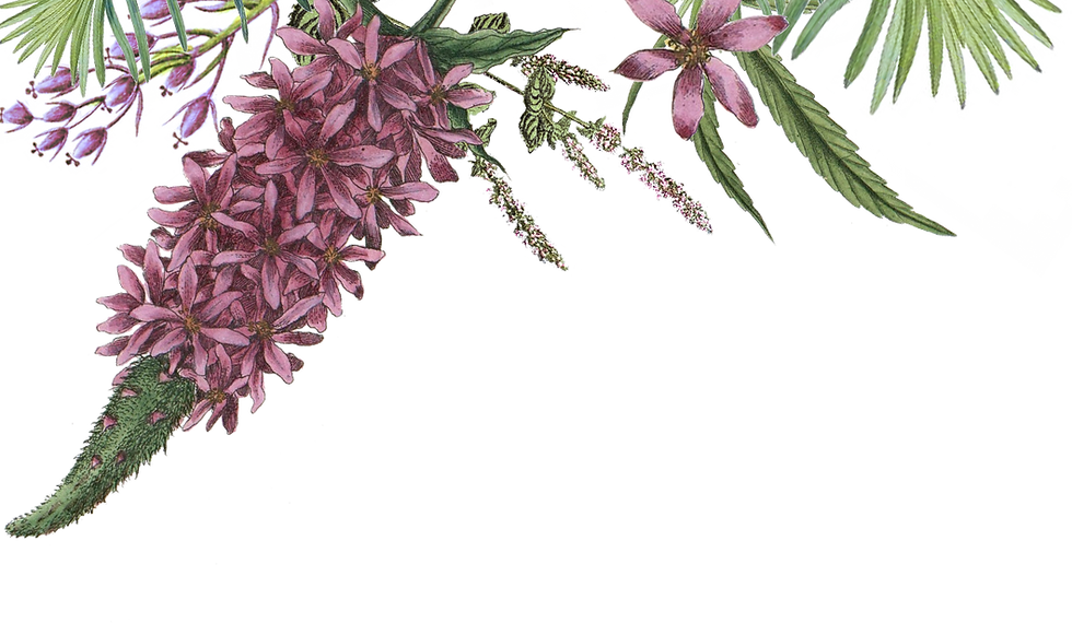 Illustrated Flowers 2