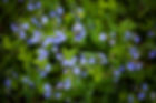 La flore sauvage