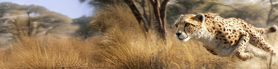 Cheetah Sprinting.jpg