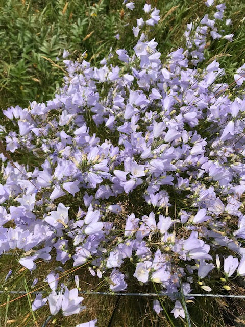 Harebell