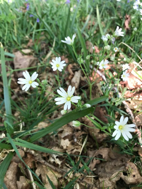 Greater Stitchwort