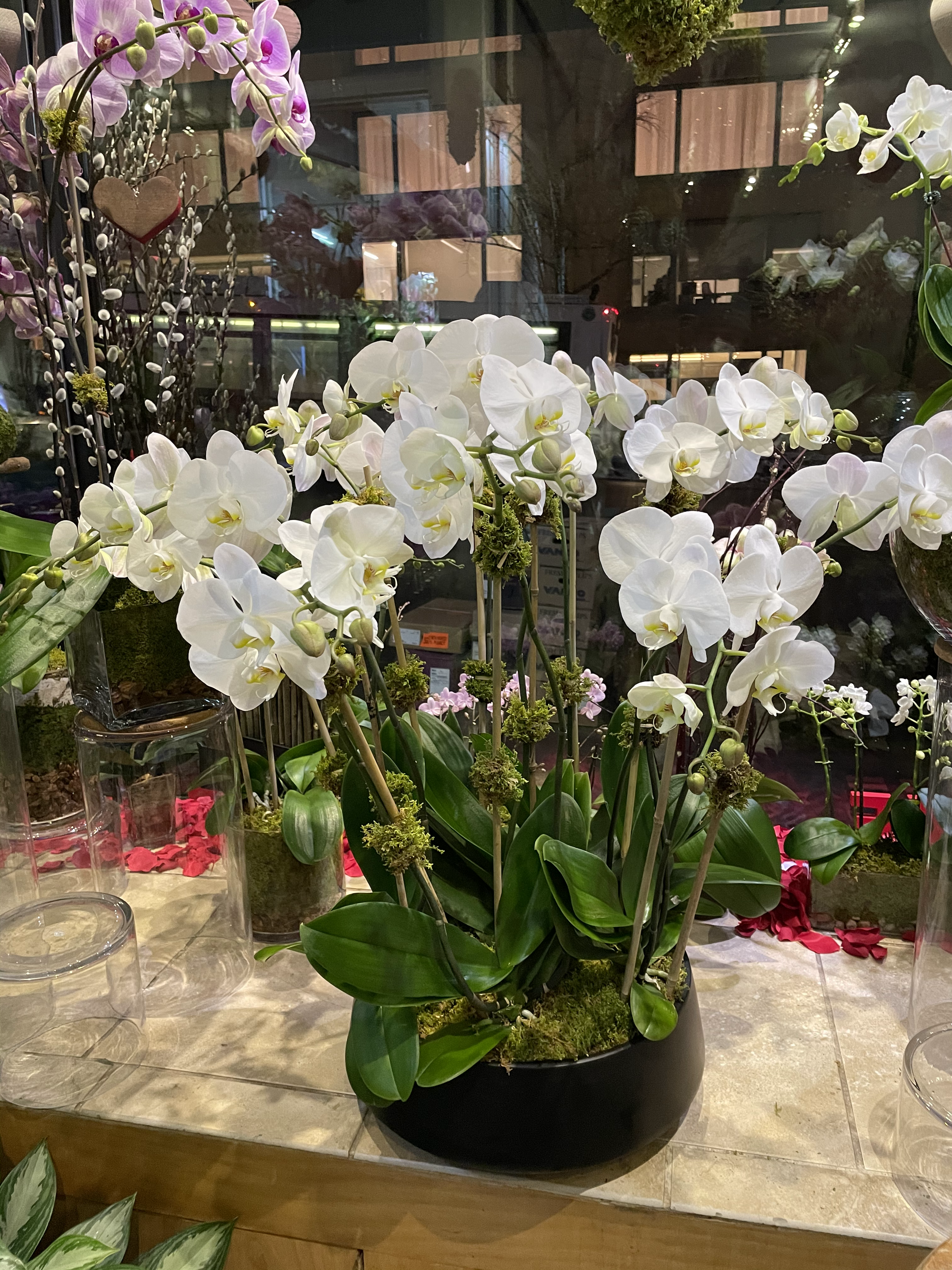 Orchid Extravaganza