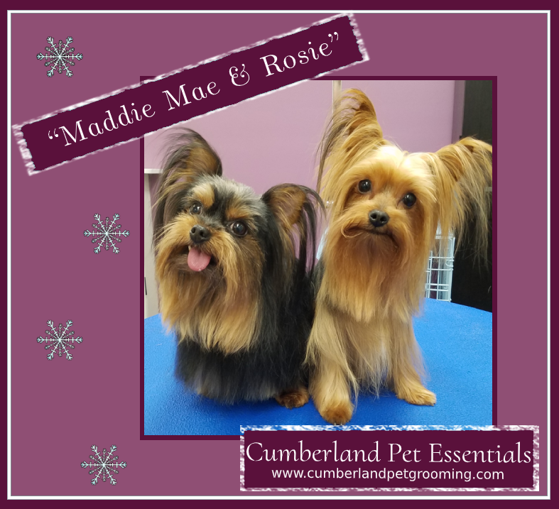 Dog Hairstyles