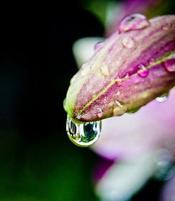 Macro (1).jpg
