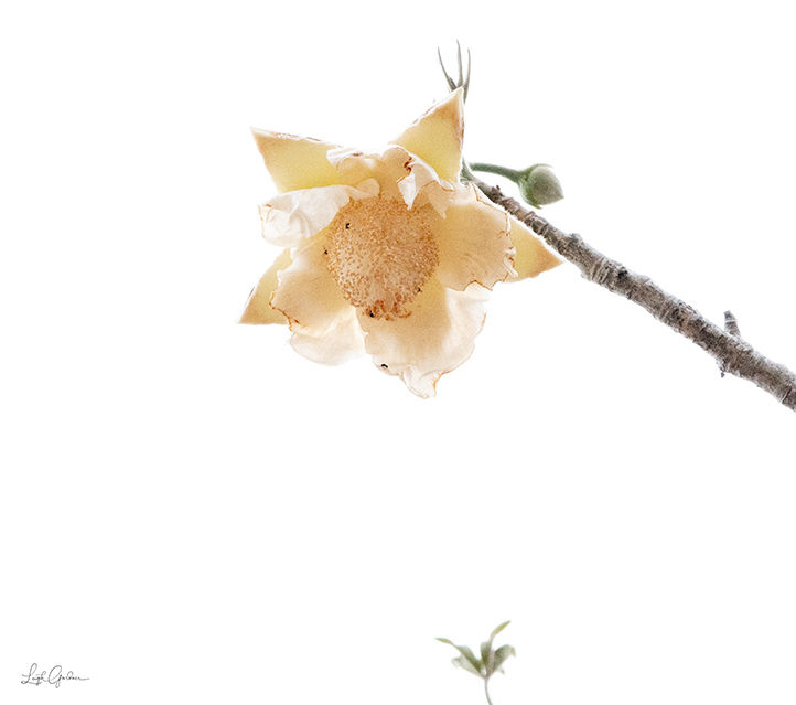 You Are Blossoming