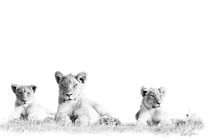lioness and cubs, african photography, wildlife
