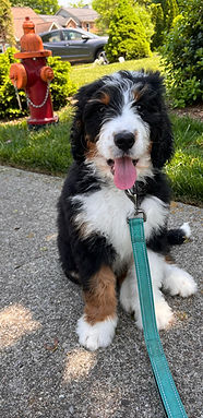 Bernedoodle puppy alabama