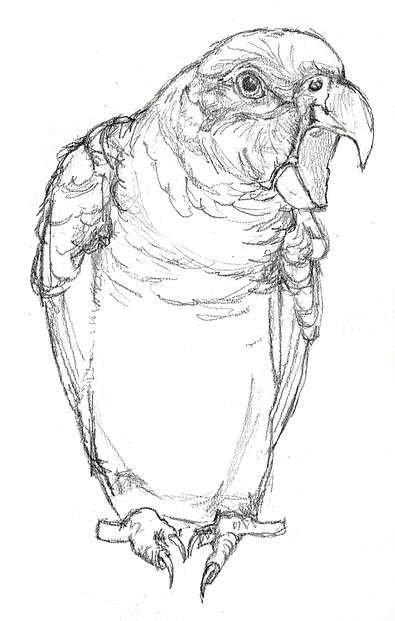parrotPavel.jpg