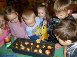 Уход за луком.