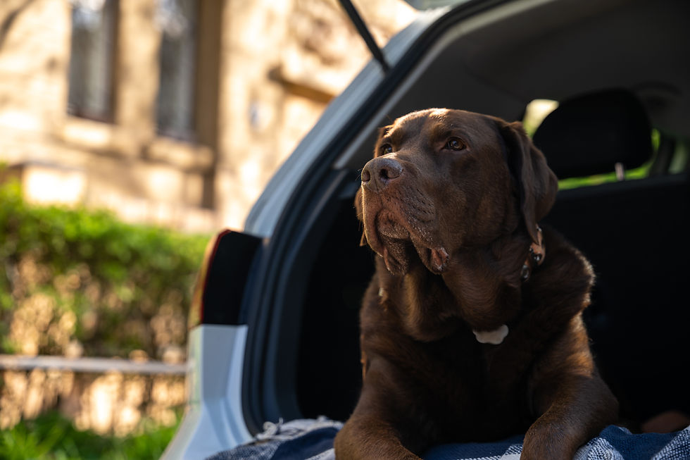 Die Hündin fühlte sich im Kofferraum pudelwohl und verhielt sich mucksmäuschenstill. Foto: AdobeStock