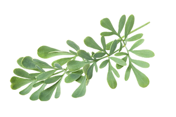 Green Plant Leaf_edited.png