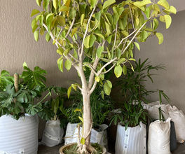 5cffb484-e8a7-4b49-9f28-ff71f68aa65d.jfif