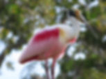 bird-roseate-spoonbill-01-wildlife-pantanal-tours