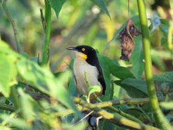 bird-donacobius-01-wildlife-pantanal-tours