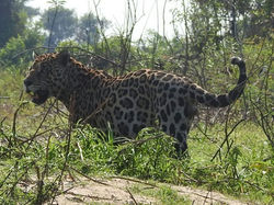 jaguar-02-wildlife-pantanal-tours