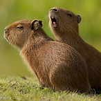 capybara-01-wildlife-pantanal-tours.jpg