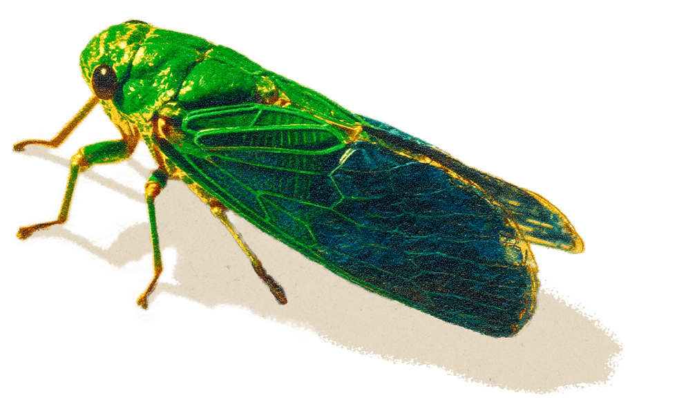 Cicaida.png