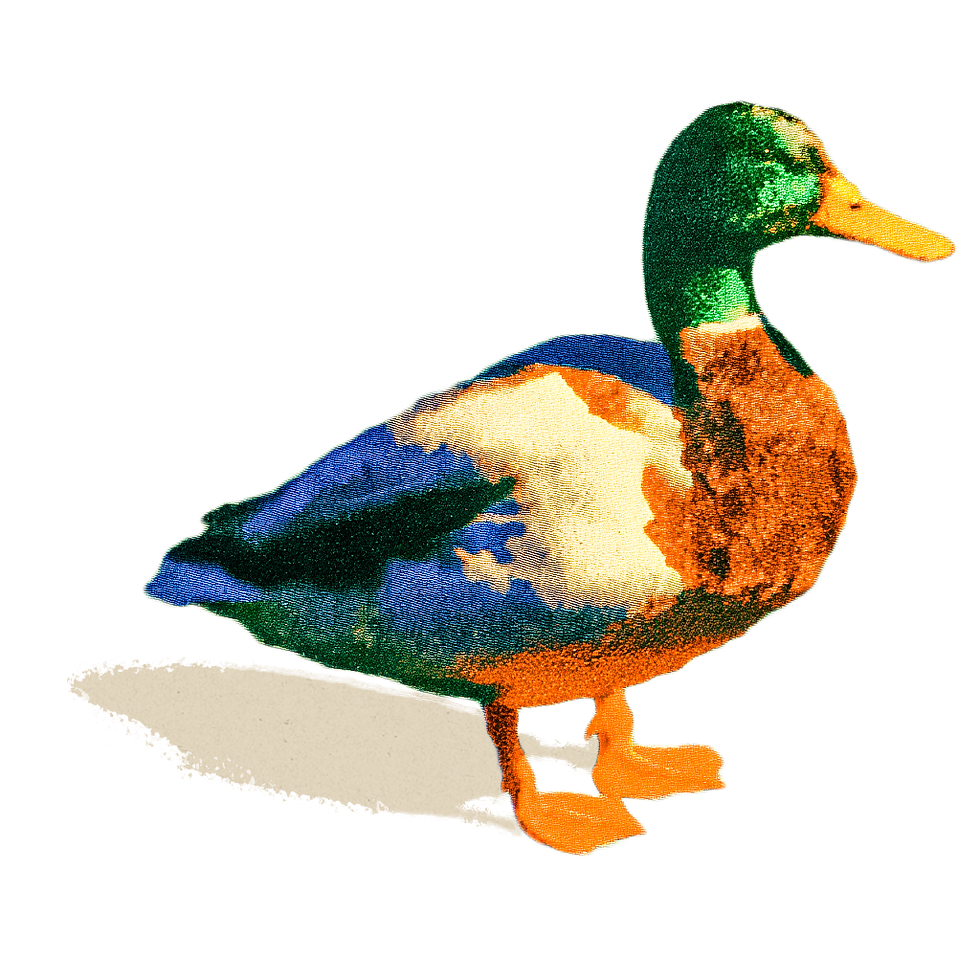 Mallard.png