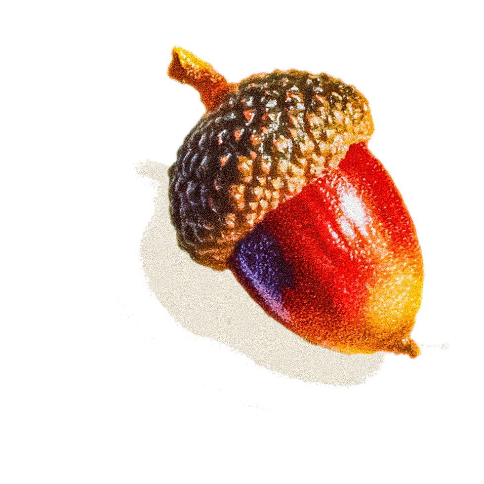Acorn.png