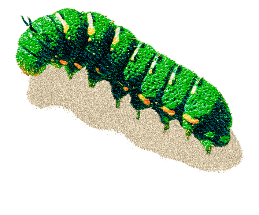 Caterpillar.png