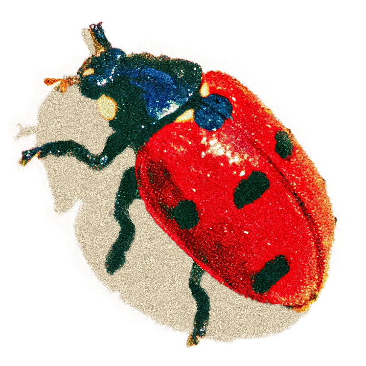 Ladybug2.png