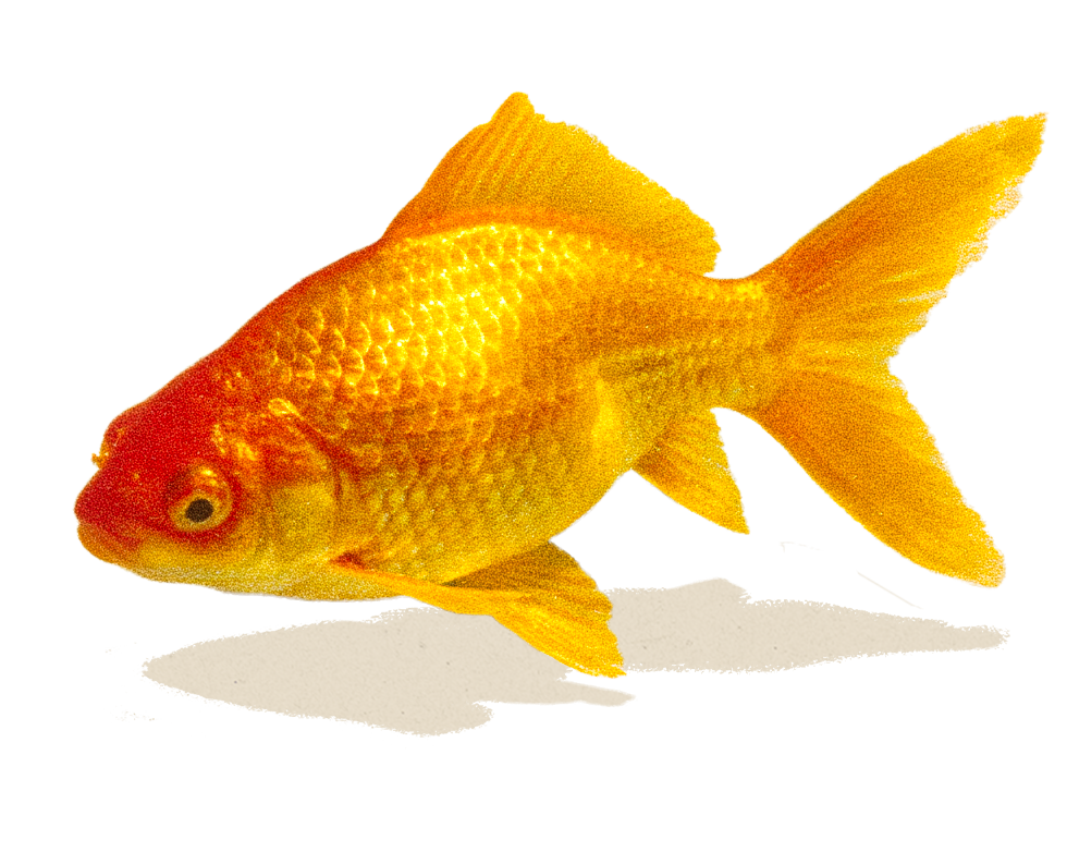 Goldfish.png
