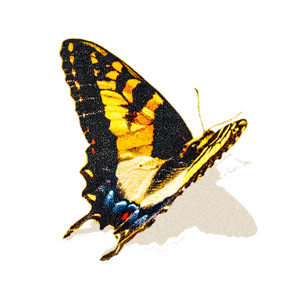 TigerSwallowTail2.png