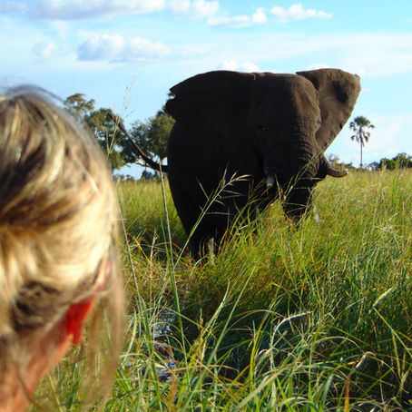 African Elephants - Beautiful Giants