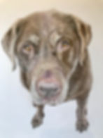 Soft pencil pet portrait illustration of a chocolate labrador