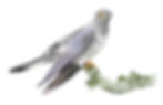 Digital drawing of a cuckoo.