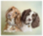 Digital portrait illustration of two spaniel dogs.