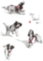 Drawing of spaniel dog in four different poses.