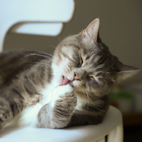 Spotting seasonal cat allergies in Northamptonshire