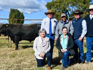 Barana Simmental and Angus 2025 Bull Sale