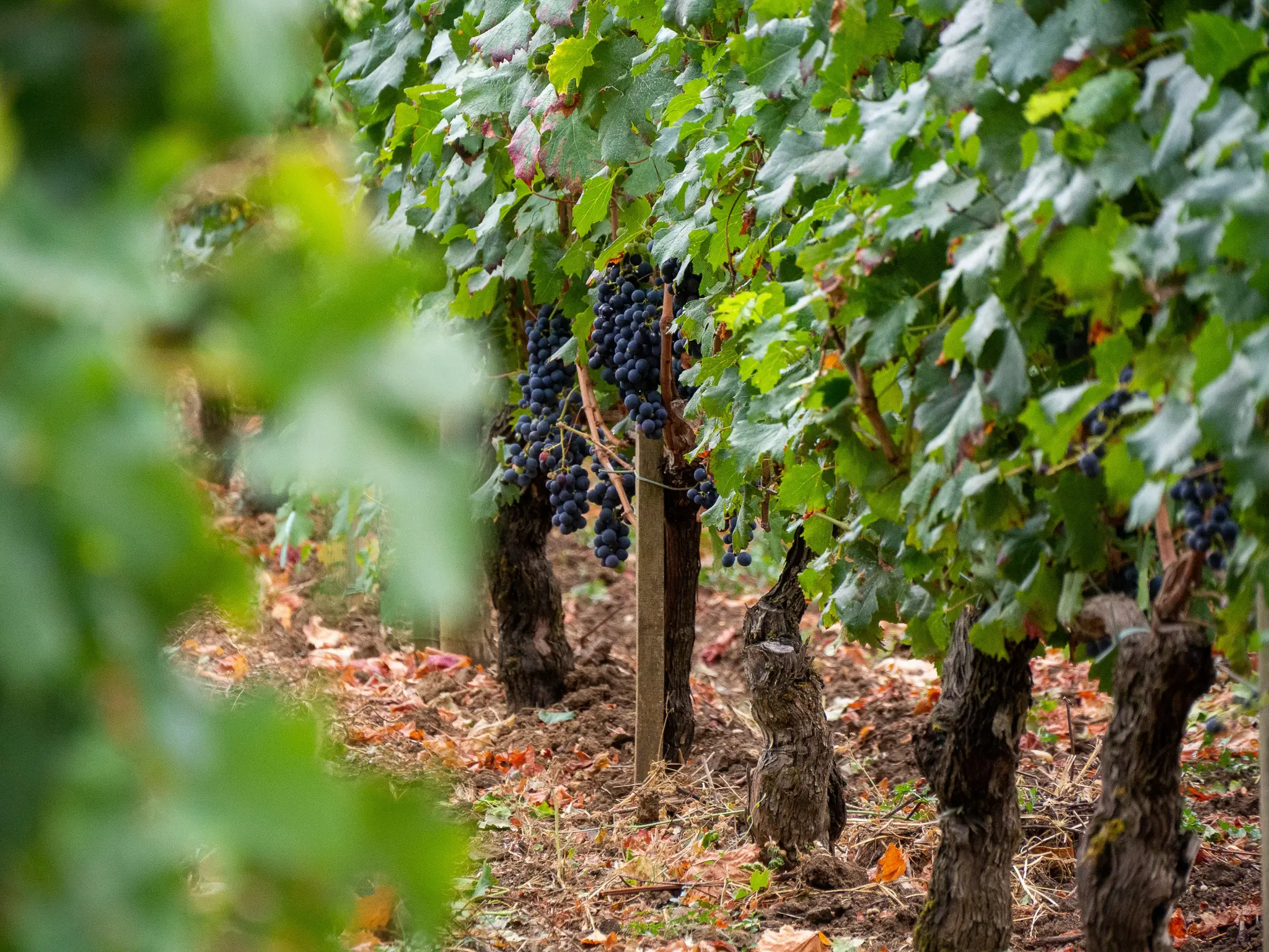 Vineyard grapes on FTLO's small-group trip to French wine country