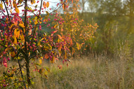 Spindle trees in autumn