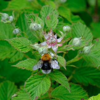 A Tree bumblebee on Bramble