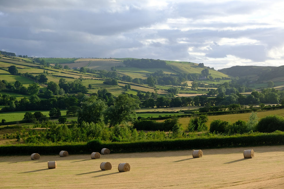 View of the top of the field and the upper Redlake Valley from our neighbour's land, July 2026 when he'd baled his hay. The upwelling of new trees in the near-middle distance is our top wood beginning to grow and take hold.