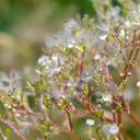 The lovely seedheads of Common Valerian