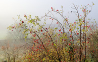 The arc of the dog rose