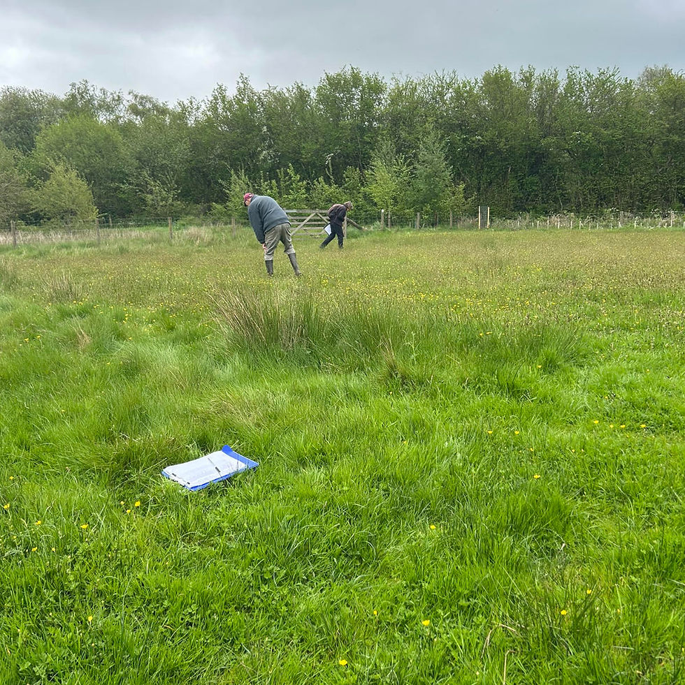 Botanical surveying in May 2026
