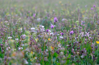 White and red clover in the main meadow in early summer