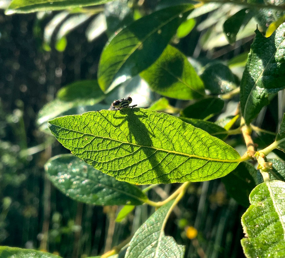 Large Red Damselfly leaf bathing in the wetland