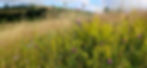 blog flowers2a_edited.jpg