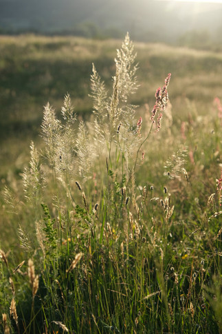 Golden Oat Grass, a fleeting grass that flowers so briefly