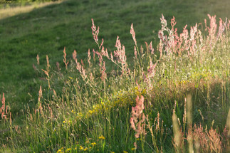 Backlit Common Sorrel